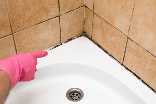 Best Commercial Mold Remediation in USA